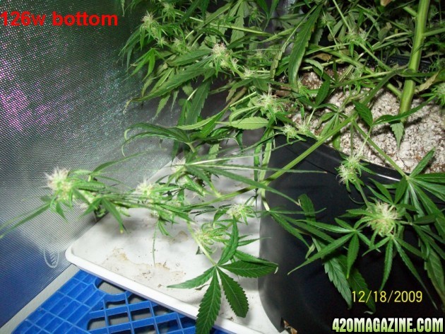 6_weeks_flowering_023_630x472.jpg