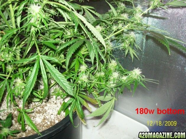 6_weeks_flowering_028_630x472.jpg