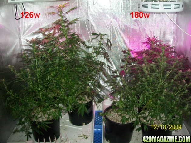 6_weeks_flowering_029_630x472.jpg