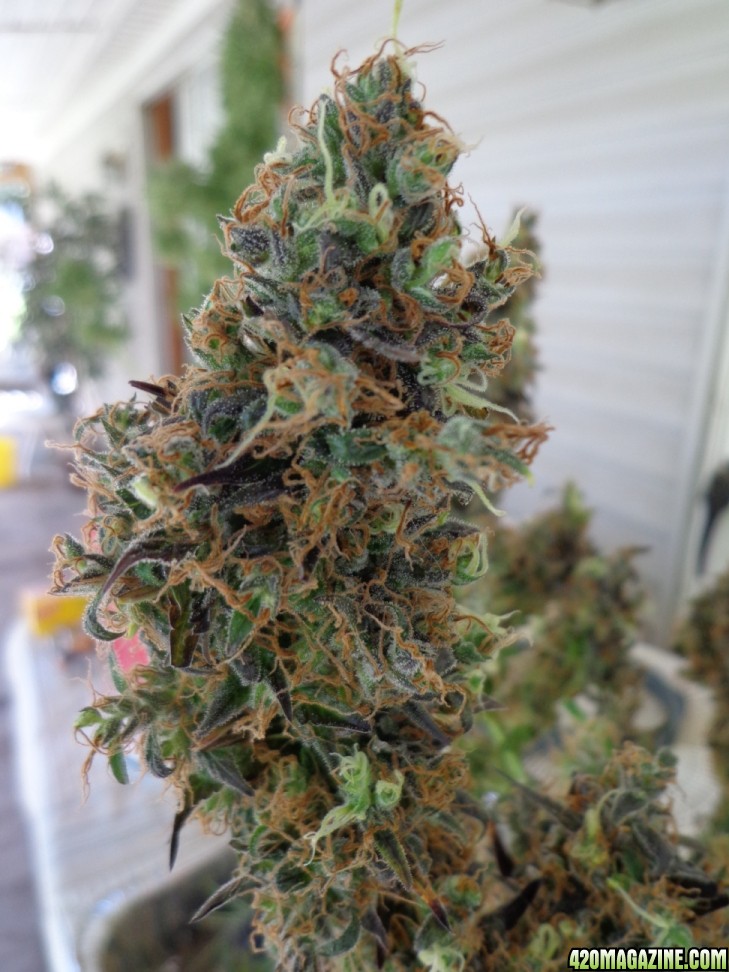 7-4_bud_7.jpg