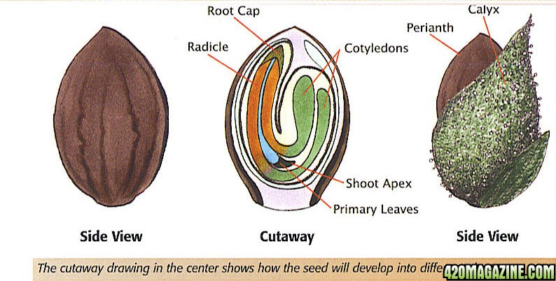 759470212-Seed_cutaway.jpg