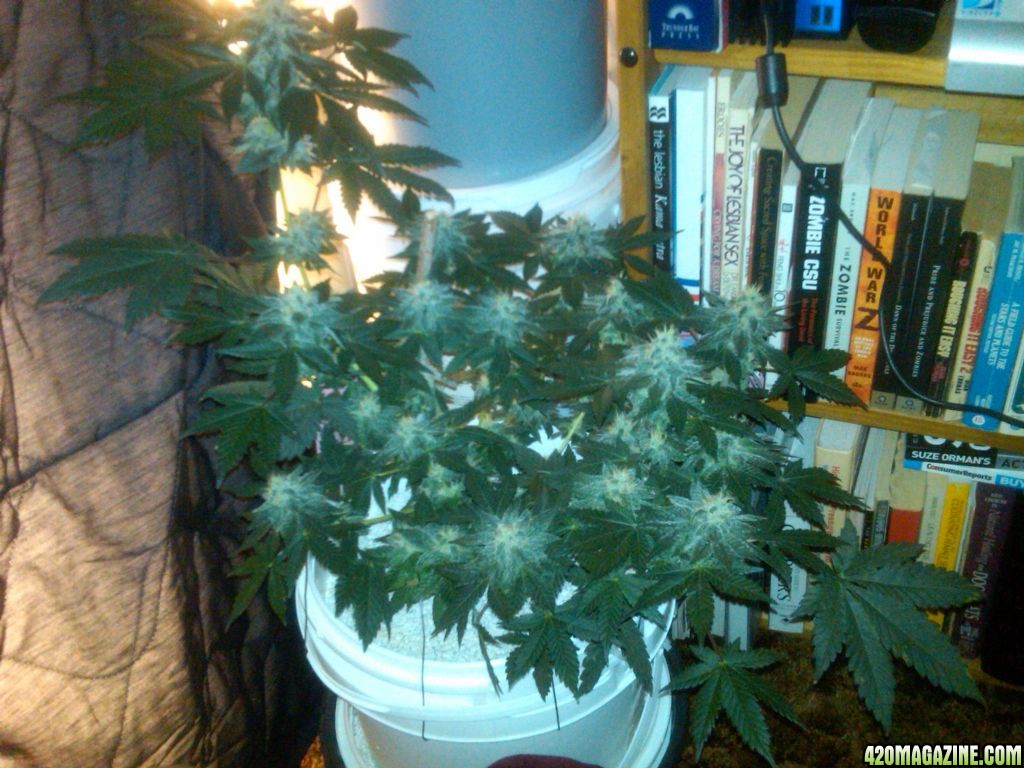 7_28_11_Xena_showing_all_her_frosty_buds_.jpg