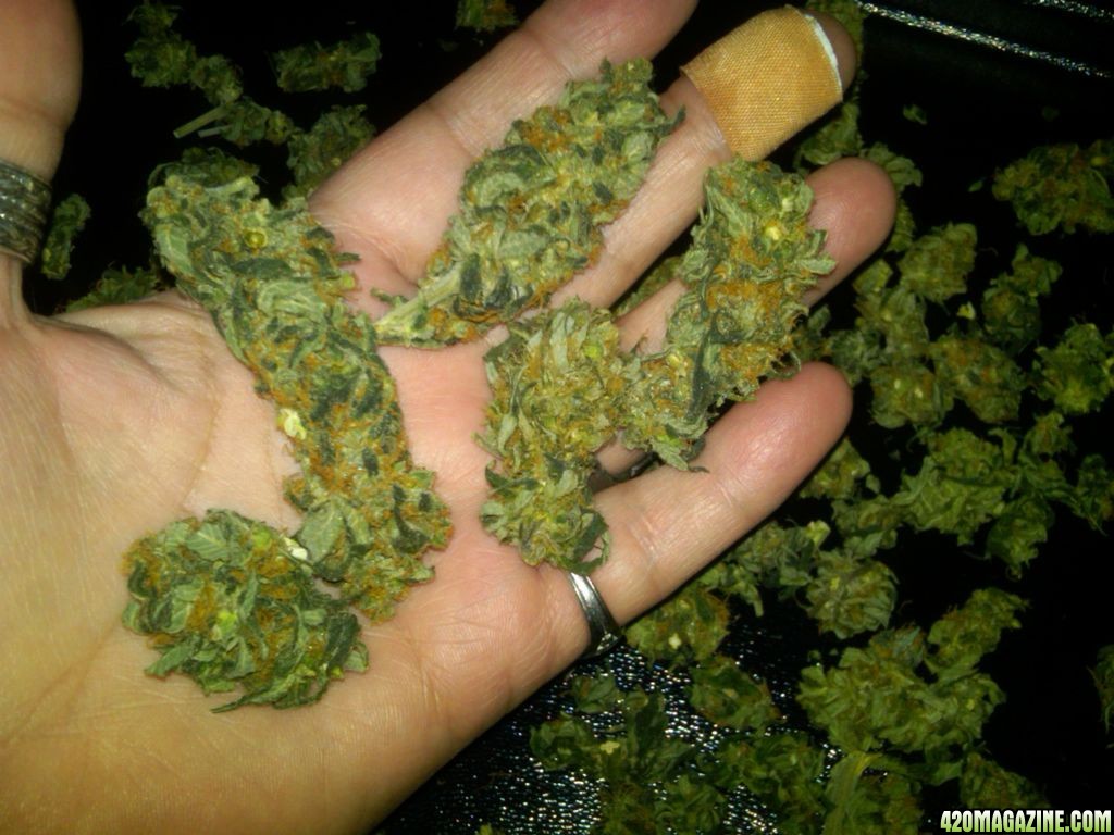 7_7_11_A_handful_of_buds_now_neatly_manicured_.jpg