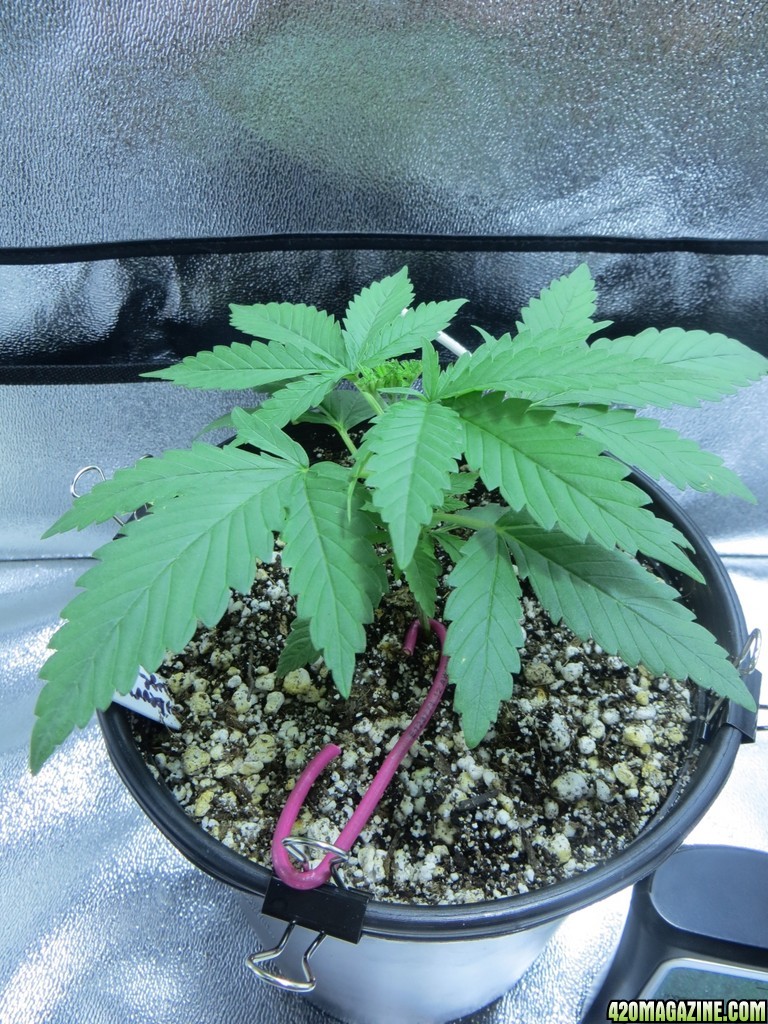 7_9_StrawberryCough_StrongestPhenotype.JPG