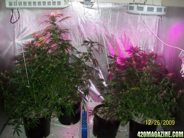 7_weeks_flowering_022_630x472.jpg