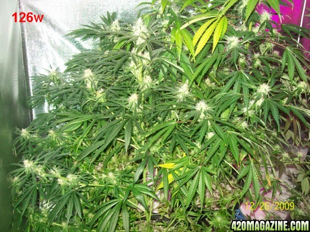 7_weeks_flowering_029_630x472.jpg