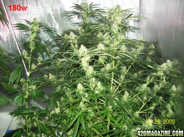 7_weeks_flowering_034_630x472.jpg