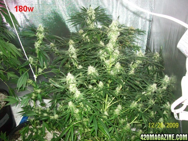 7_weeks_flowering_035_630x472.jpg