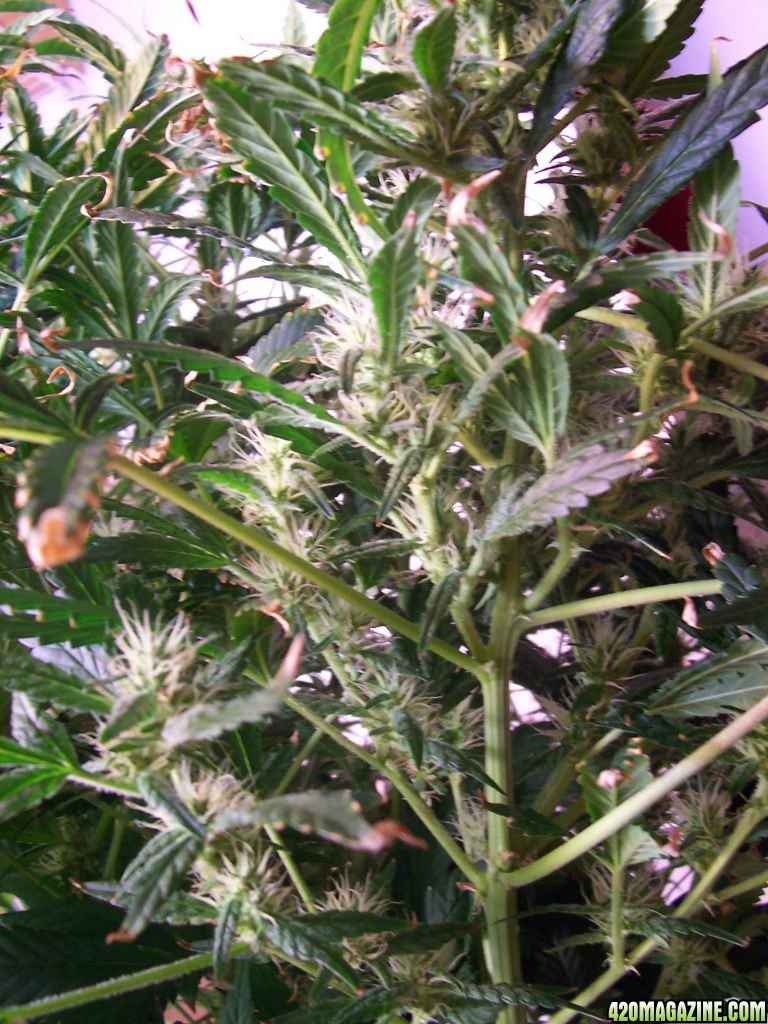 8-20_day42flower_006.JPG