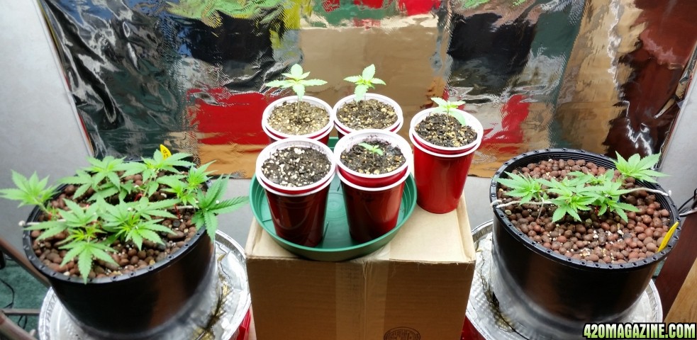 8-21_flux_and_seedlings.jpg