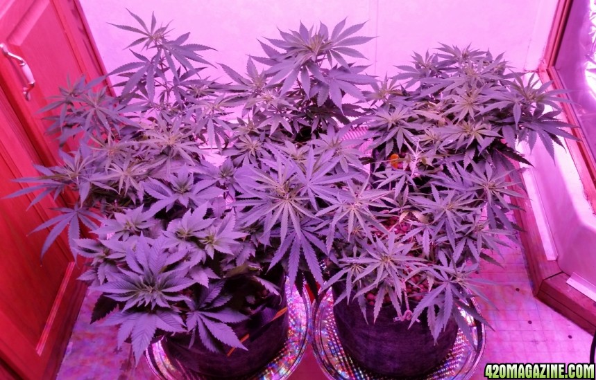 8-21_variety_grow.jpg