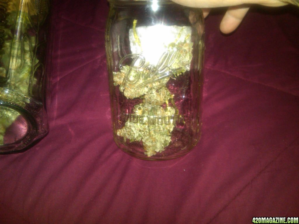 8_25_11_The_jar_with_the_smallest_buds_.jpg