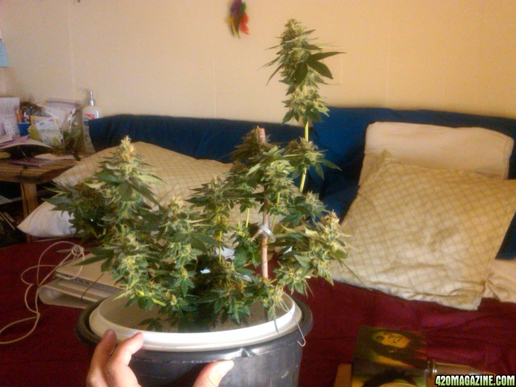 8_5_11_xena_after_defoliation.jpg