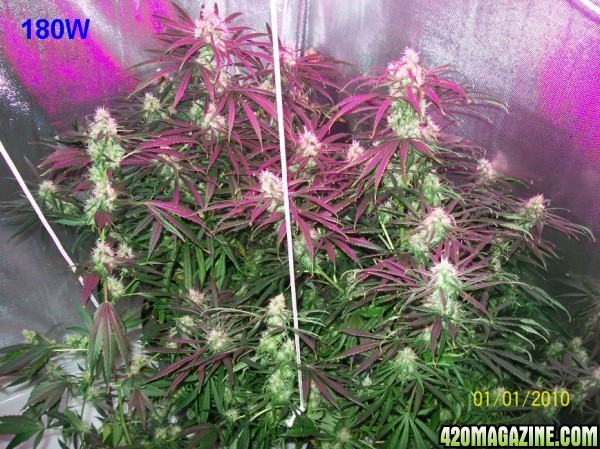 8_weeks_flowering_005_600x449.jpg