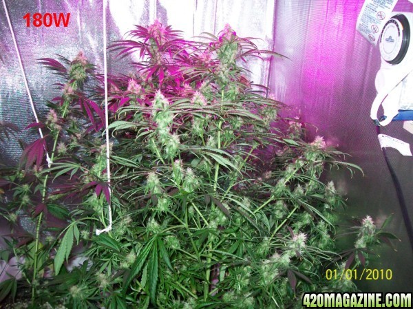 8_weeks_flowering_009_600x449.jpg