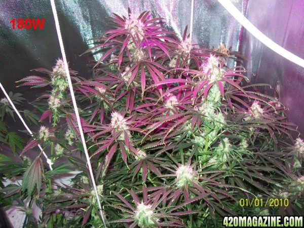 8_weeks_flowering_010_600x449.jpg