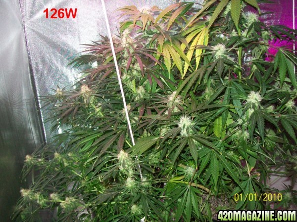 8_weeks_flowering_013_600x449.jpg