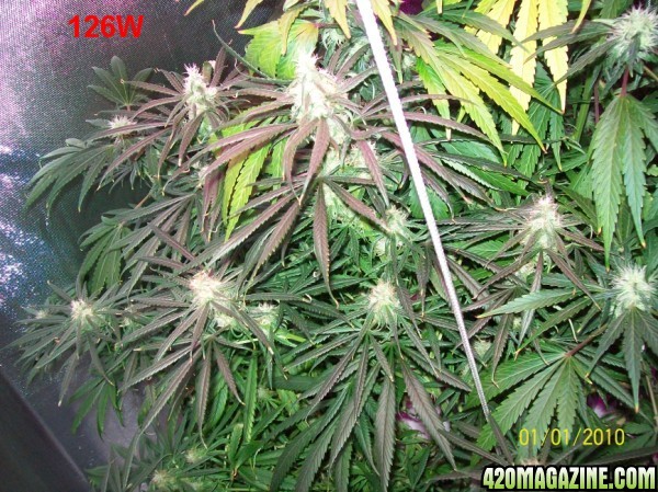 8_weeks_flowering_014_600x449.jpg