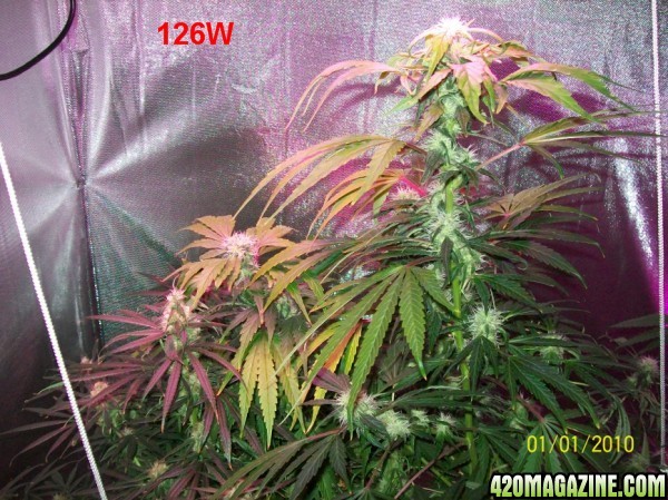 8_weeks_flowering_016_600x449.jpg