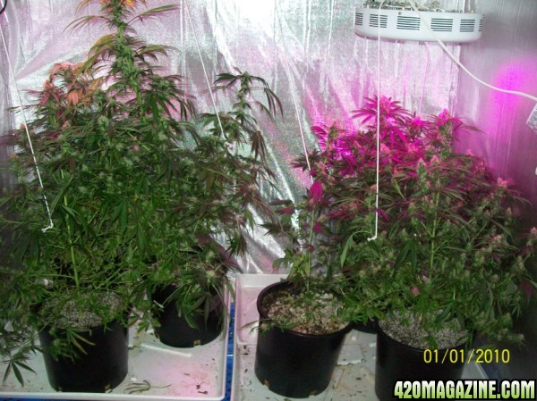 8_weeks_flowering_019_600x449.jpg