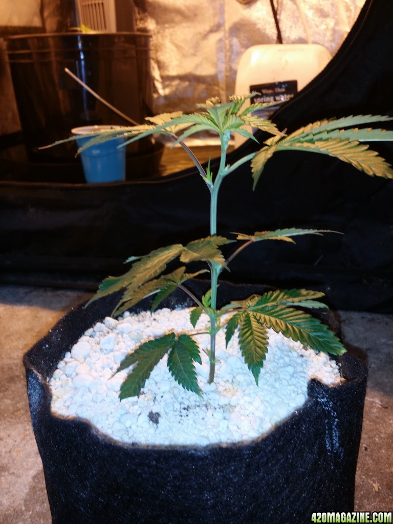 8bkHempy_clone1_12_13_14.jpg