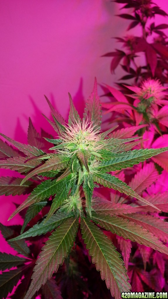 8bk_clone2_1_25_15.jpg