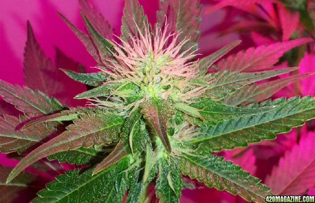 8bk_clone_bud_1_25_15.jpg