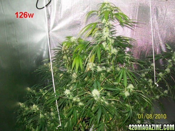 9_weeks_flowering_001_600x449.jpg