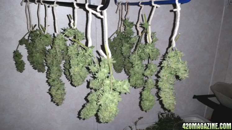 AG_harvest_1.jpg