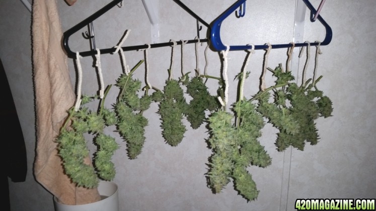 AG_harvest_2.jpg