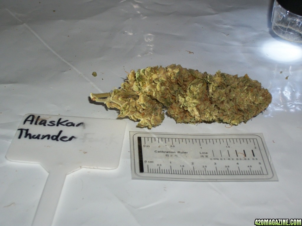 AK47x_Alaskan_Thunder_Grown_Under_High_Pressure_Sodium_Lights_-_001.jpg