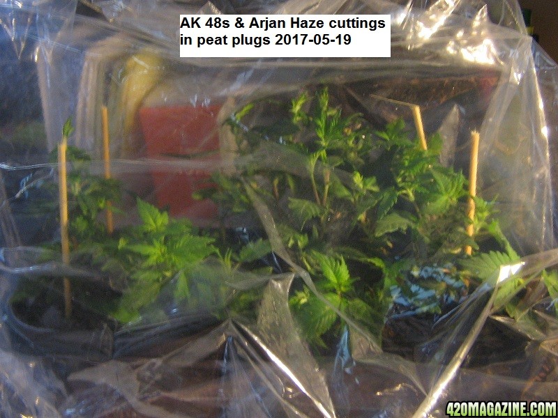 AK48-AJ_Cuttings.JPG