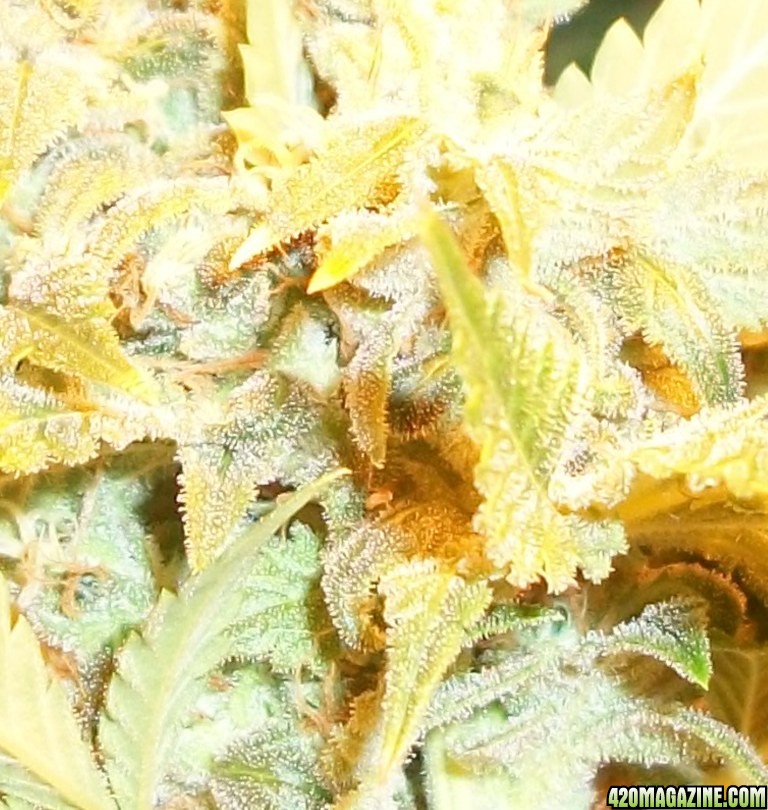 A_Trichomes_002.jpg