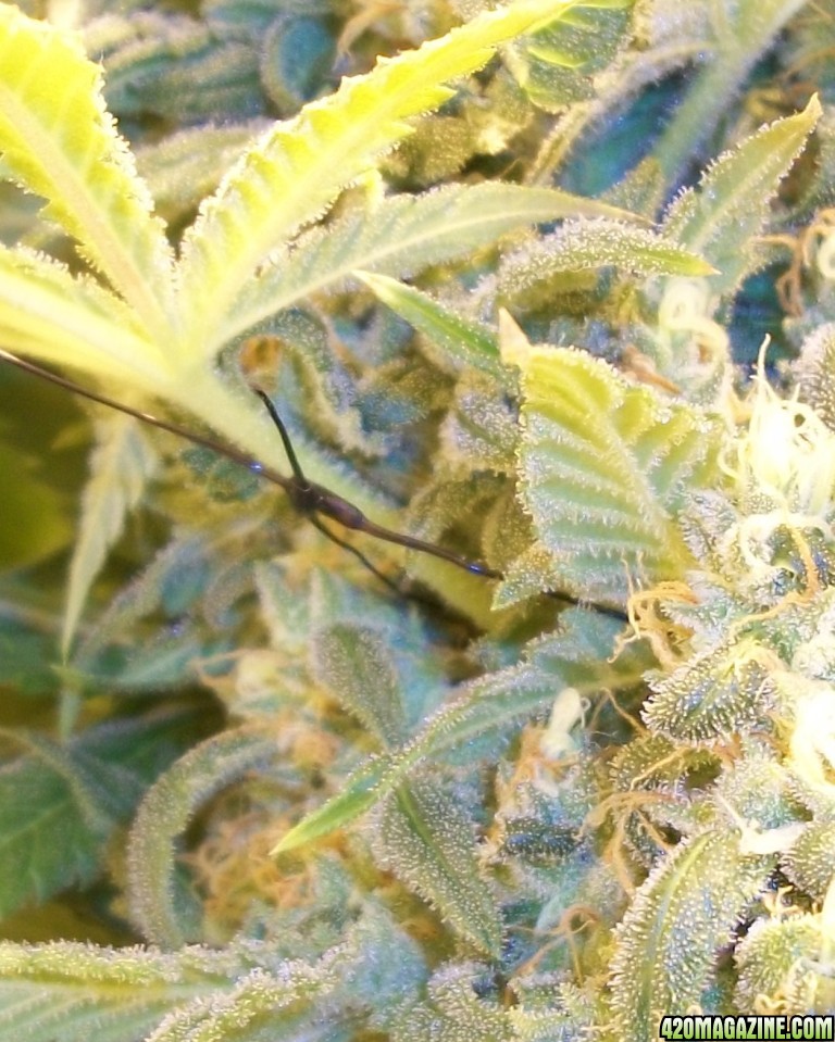 A_Trichomes_006.jpg