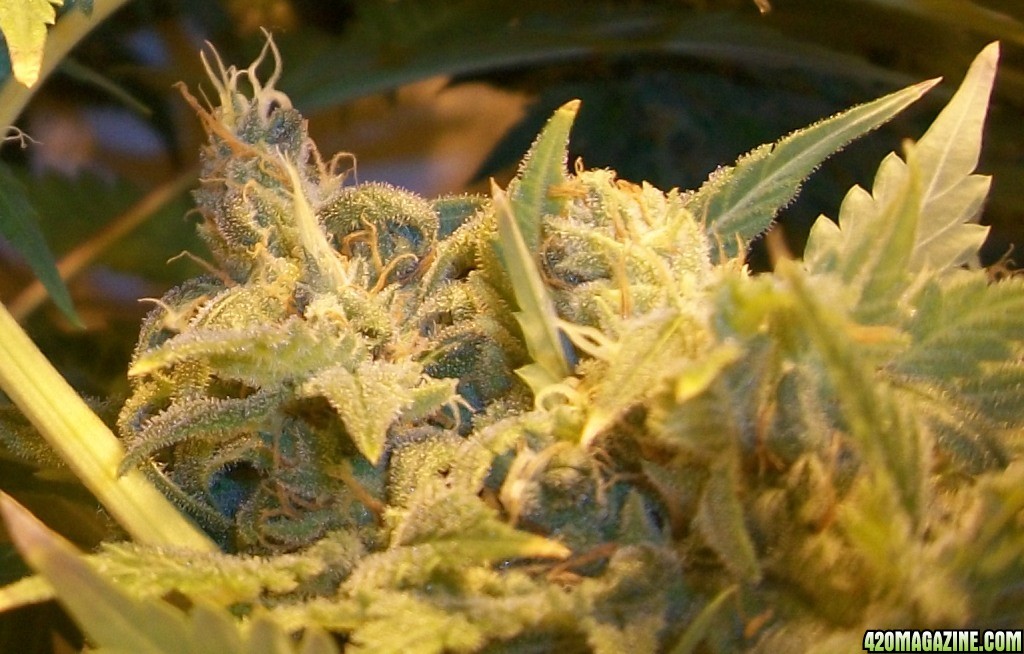 A_Trichomes_007.jpg