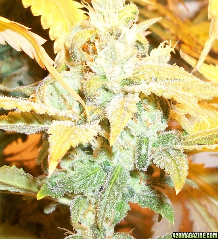 A_Trichomes_010.jpg