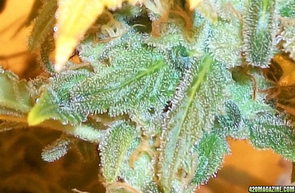 A_Trichomes_011.jpg