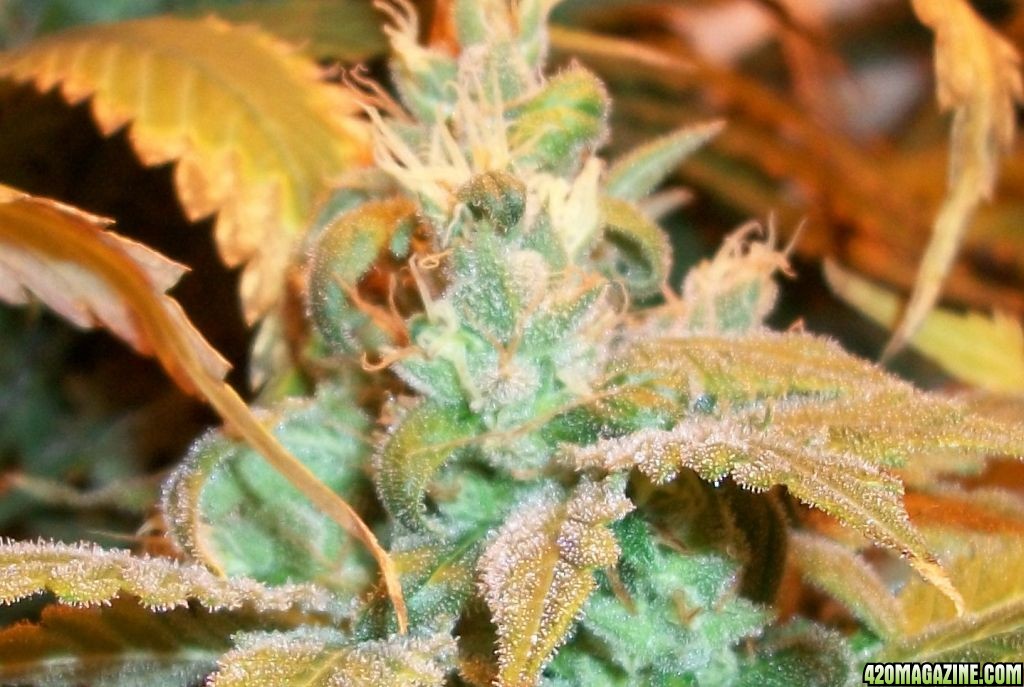 A_Trichomes_018.jpg