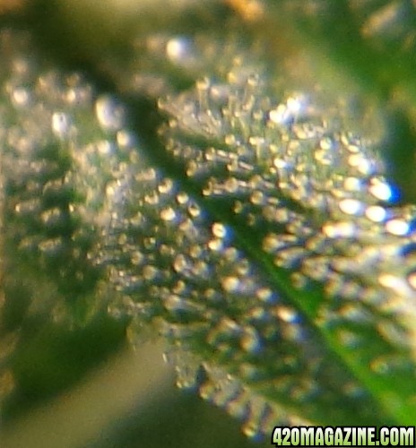 A_trichs_new_buds.jpg