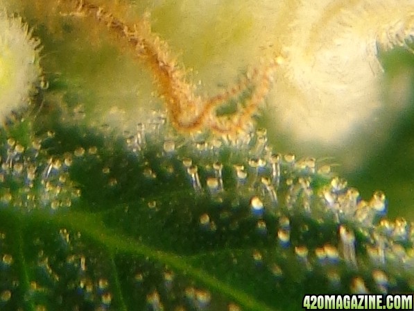 Amber_Trichs.jpg