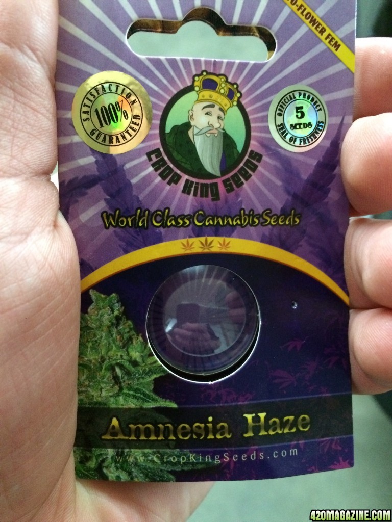 Amesia_Haze.jpg