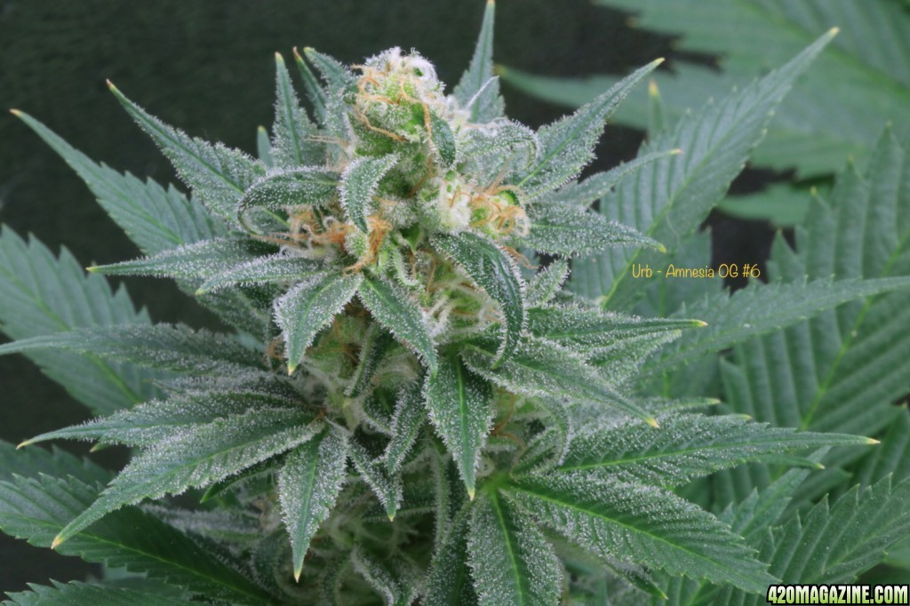 Amnesia_OG_IMG_8573_cropped.JPG