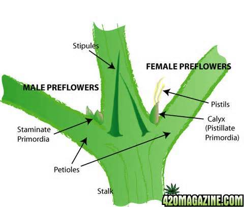 Anatomy_of_Marijuana_4.jpg