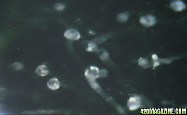 April_6_trichome2.jpg