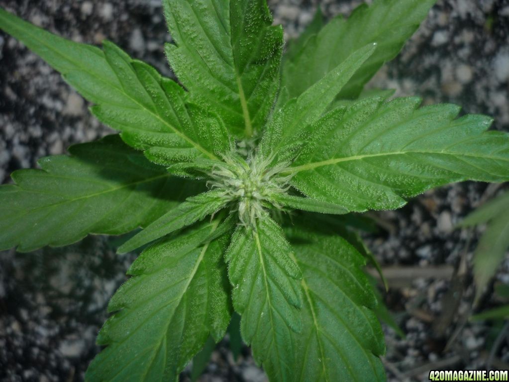 Aug_22nd_Baby_Clone_Close_Up.JPG