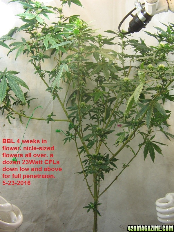 BBL_4_week_into_flower.JPG