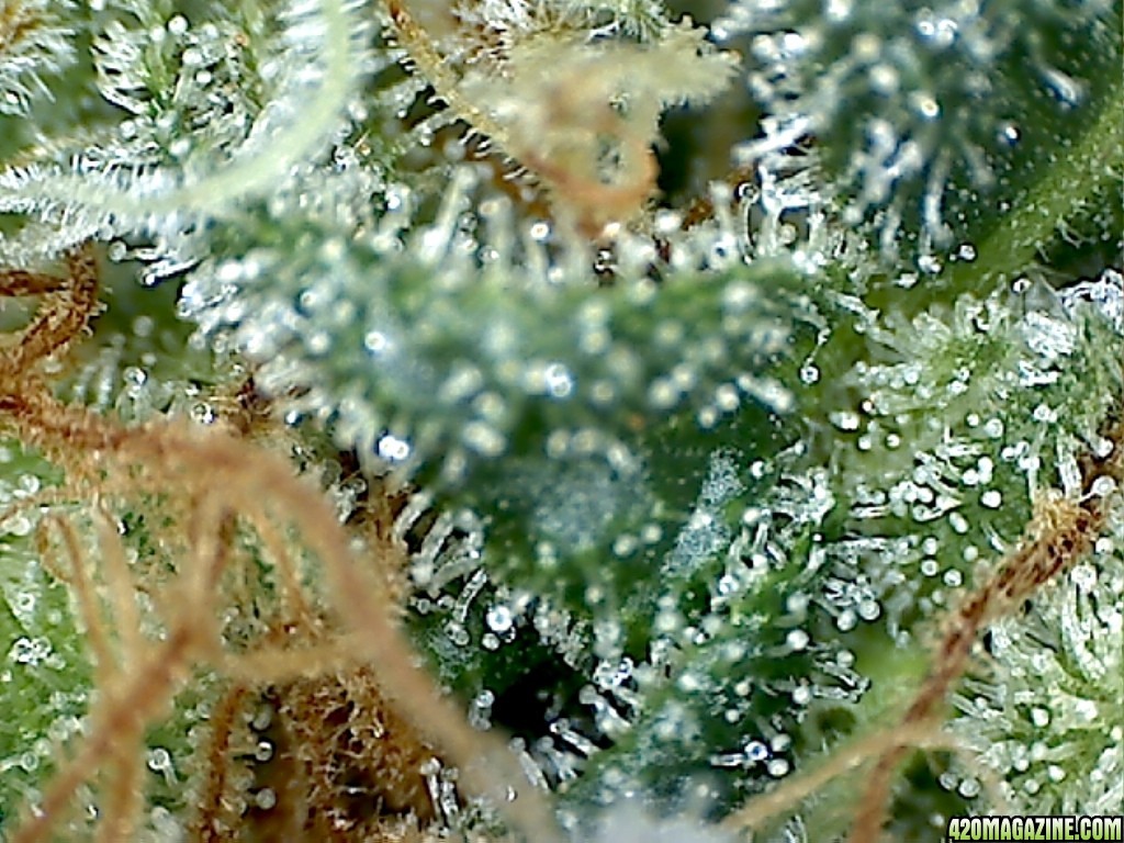 BB_macro_31.jpg