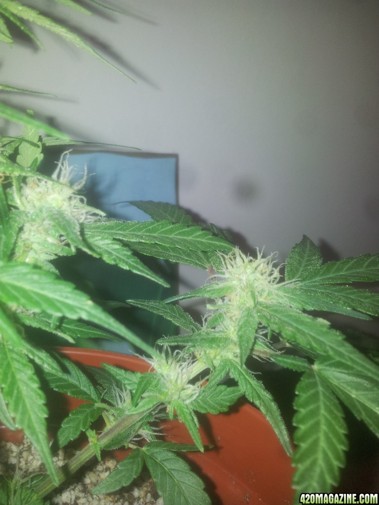 BC_Day55eF38.jpg