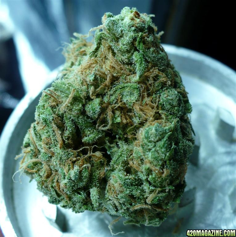 Blue_Dream_x_Large_.jpg