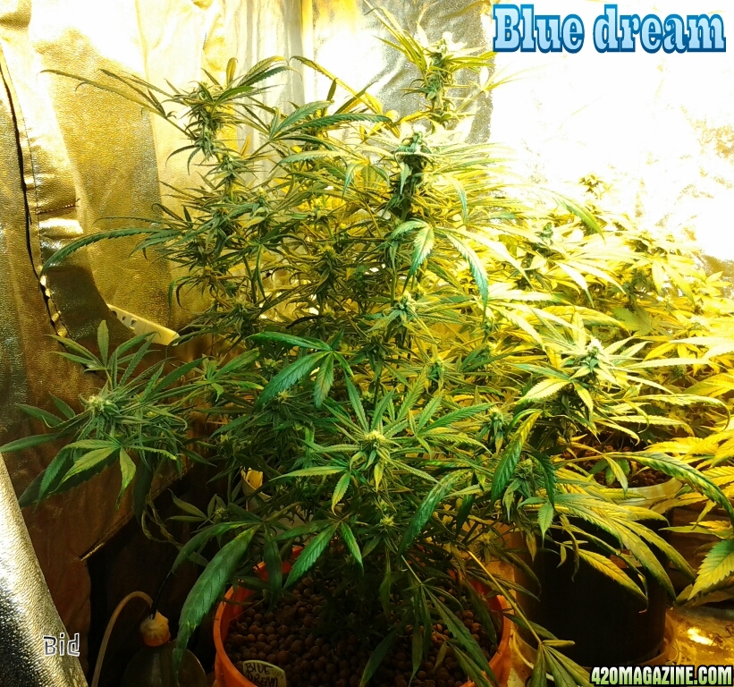 Blue_dream12.jpg